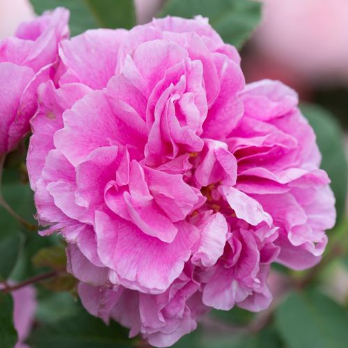 Vendita, rose rose arbustive - rosa - Rosa Thérèse Bugnet - rosa mediamente profumata - Georges Bugnet - I suoi fiori sono rosa e raddoppiati.